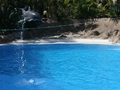Delphin-Show im LORO-PARK auf Teneriffa
