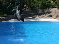 Delphin-Show im LORO-PARK auf Teneriffa
