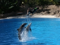 Delphin-Show im LORO-PARK auf Teneriffa
