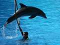 Delphin-Show im LORO-PARK auf Teneriffa
