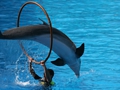Delphin-Show im LORO-PARK auf Teneriffa