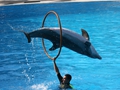 Delphin-Show im LORO-PARK auf Teneriffa