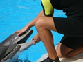 Delphin-Show im LORO-PARK auf Teneriffa