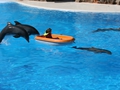 Delphin-Show im LORO-PARK auf Teneriffa