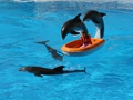 Delphin-Show im LORO-PARK auf Teneriffa