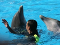 Delphin-Show im LORO-PARK auf Teneriffa