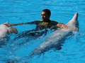 Delphin-Show im LORO-PARK auf Teneriffa