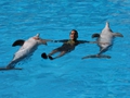 Delphin-Show im LORO-PARK auf Teneriffa