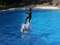 Delphin-Show im LORO-PARK auf Teneriffa