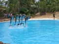Delphin-Show im LORO-PARK auf Teneriffa