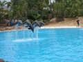 Delphin-Show im LORO-PARK auf Teneriffa